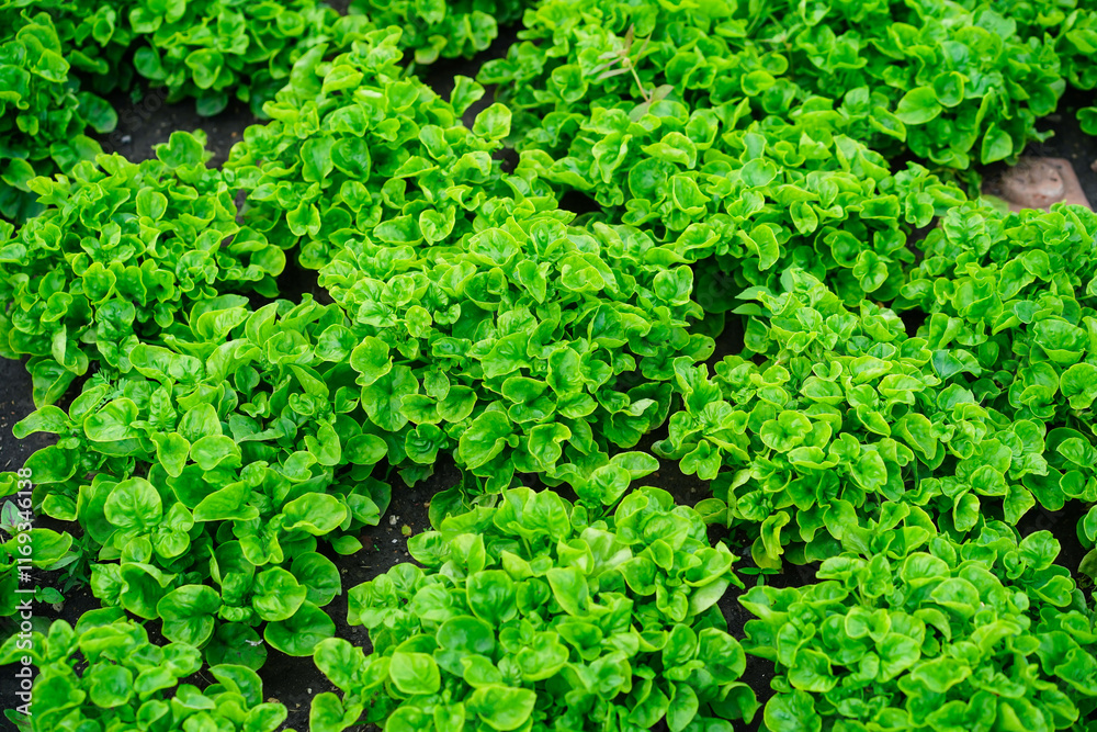 Fresh green Watercress growing in farm.Vegetables plantation in garden, Organic plant cultivation farm. Leaf texture background. Fresh green Watercress growing in farm.Vegetables plantation in garden, Organic plant cultivation farm. Leaf texture background.