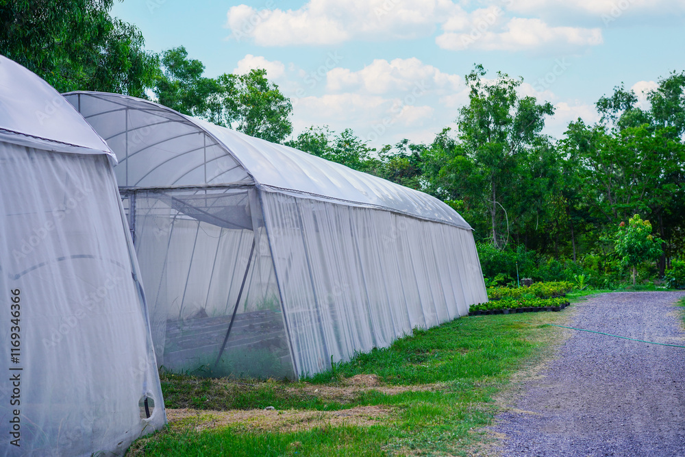 Outside of poly tunnel for growing organic plants in a controlled climate, sunlight and protection vegetables plantation hothouse building in garden from insect and plant diseases. Outside of poly tunnel for growing organic plants in a controlled climate, sunlight and protection vegetables plantation hothouse building in garden from insect and plant diseases.