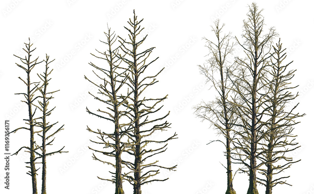 Obraz premium dry mossy leafless swamp Metasequoia glyptostroboides tree frontal set isolated png on a transparent background premium cutout (Dawn Redwood)