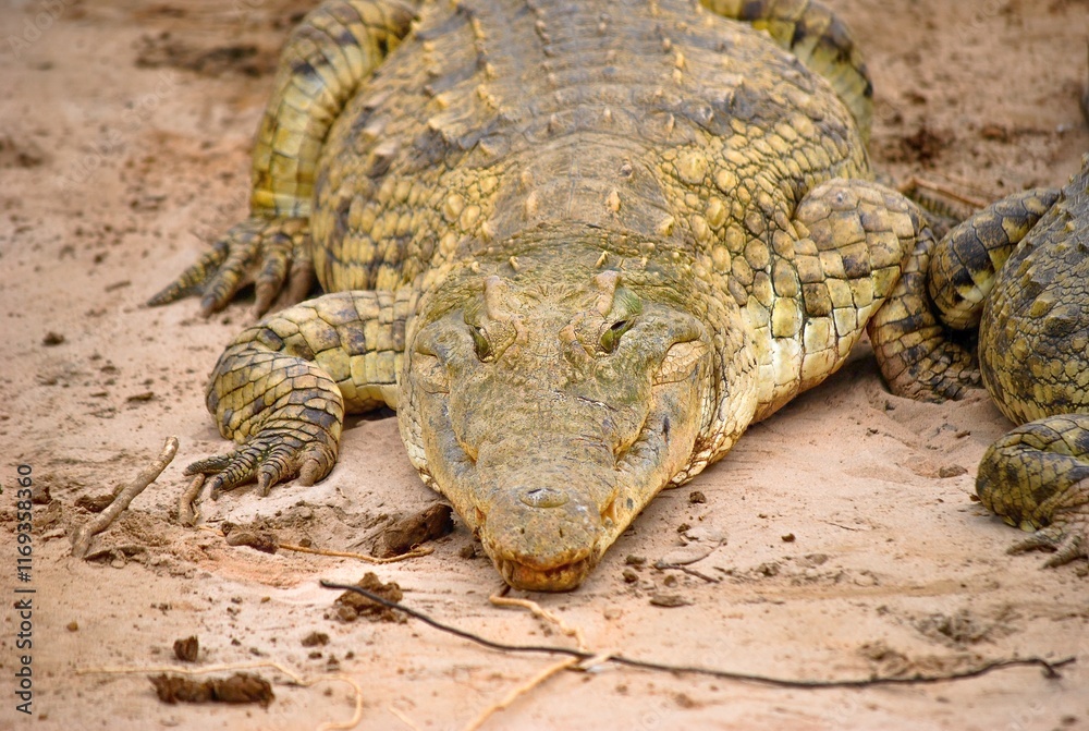 Close-up of a crocodile resting on sandy ground, showcasing rough scales and sharp claws. Its earthy tones blend with the sand, highlighting its natural camouflage and reptilian texture. Close-up of a crocodile resting on sandy ground, showcasing rough scales and sharp claws. Its earthy tones blend with the sand, highlighting its natural camouflage and reptilian texture.
