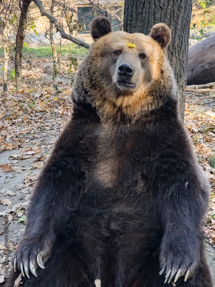 Fototapeta premium Funny photo of a sitting brown bear
