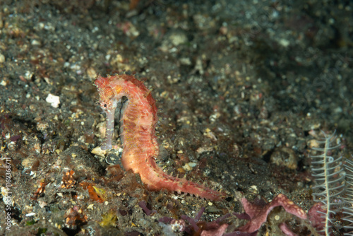 Hippocampus histrix, cavalluccio marino spinoso su sabbia nera vulcanica , Bali photo