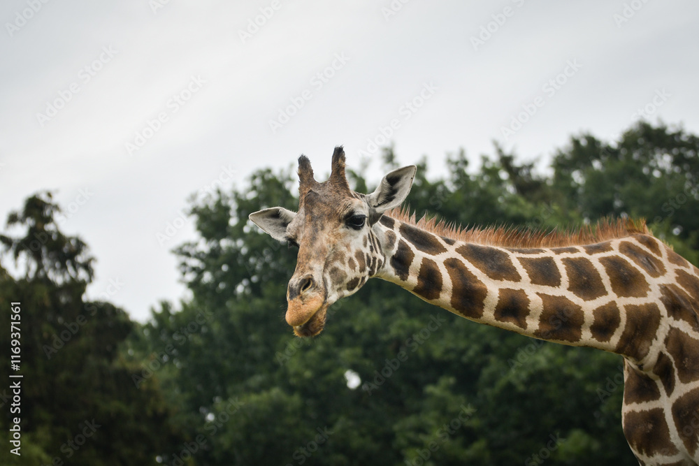 Fototapeta premium The giraffe walking around its enclosure on safari. Free-roaming animals in the safari park.