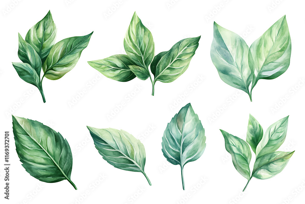 Fototapeta premium Set of mint leaves isolated on white background