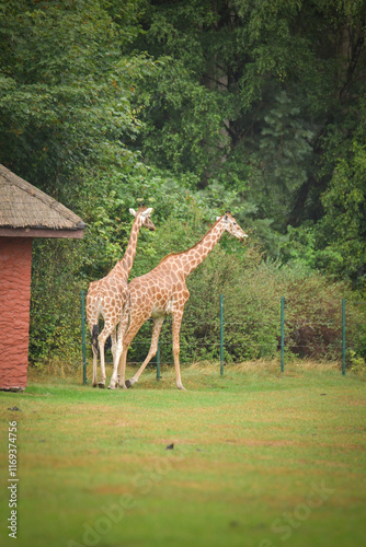 Photography The giraffe walking around its enclosure on safari