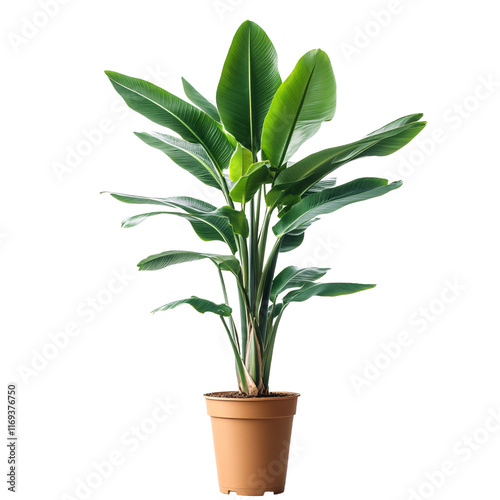 Wallpaper Mural Plant in a pot isolated on transparent background Torontodigital.ca