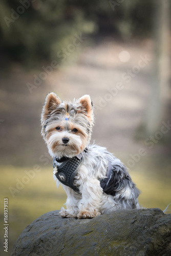 Foto Autumn portrait of dog