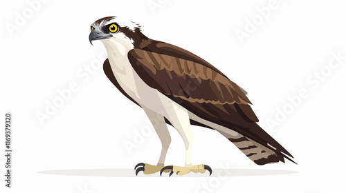 Detailed side view of Western Osprey in a bird ball pose