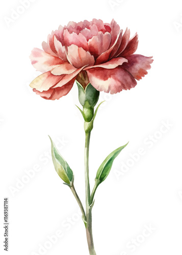 Beautiful watercolor flower, pink carnation, delicate petals, botanical illustration, floral art, nature-inspired design.