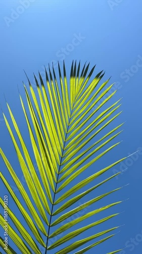 Palm leaf 
Euterpe edulis leaf

Juçara folha 