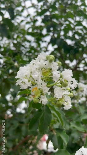 Lagerstroemia indica - White flower tree
Resedá branco