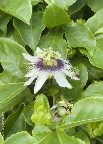 Passiflora edulis flower