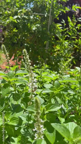 Basil and bees

Manjericao e abelhas