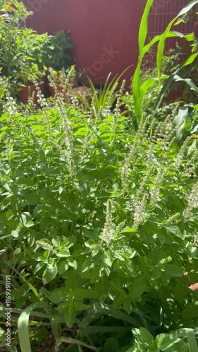 Basil and bees

Manjericao e abelhas