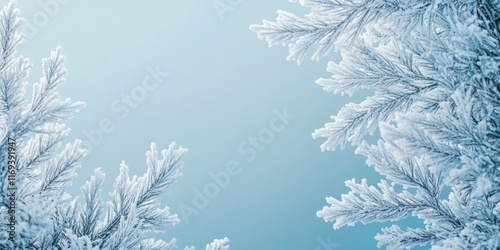 Frosty Pine Branches Agains...
