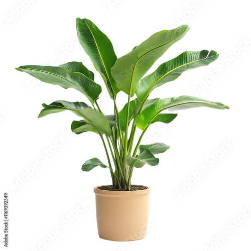 Wallpaper Mural Potted banana plant, with vibrant green leaves and long fronds, set against a transparent background Torontodigital.ca