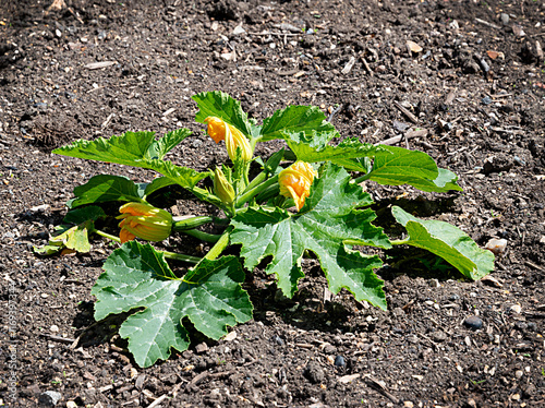 Courgette Plant - Zucchini