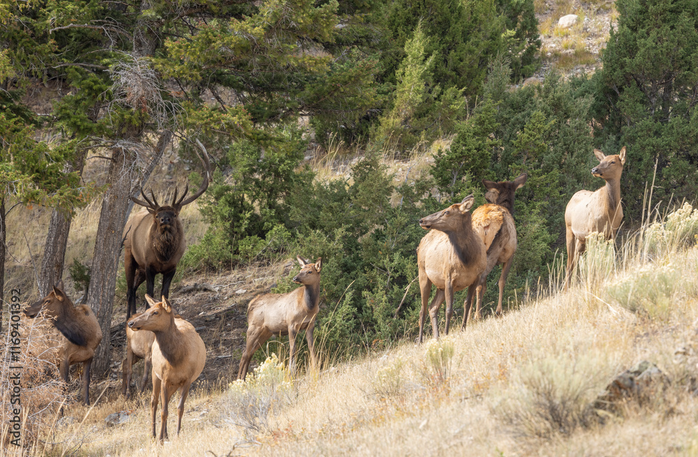 Fototapeta premium Bull and Cow Elk During the Rut in Yellowstone National Park Wyoming in Autumn