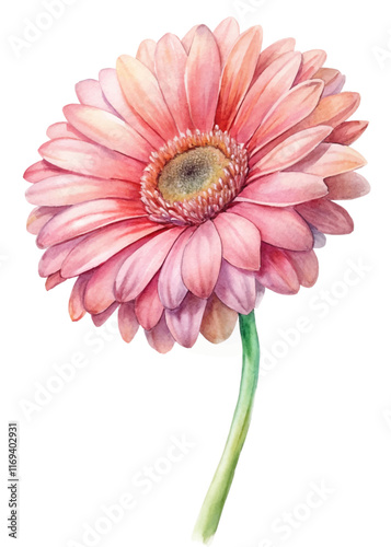 Pink gerbera daisy, watercolor illustration, floral art, vibrant colors, botanical design, nature-inspired decor.