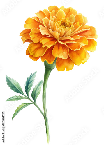 Vibrant marigold flower, watercolor illustration, bright orange petals, green leaves, botanical art, floral design.