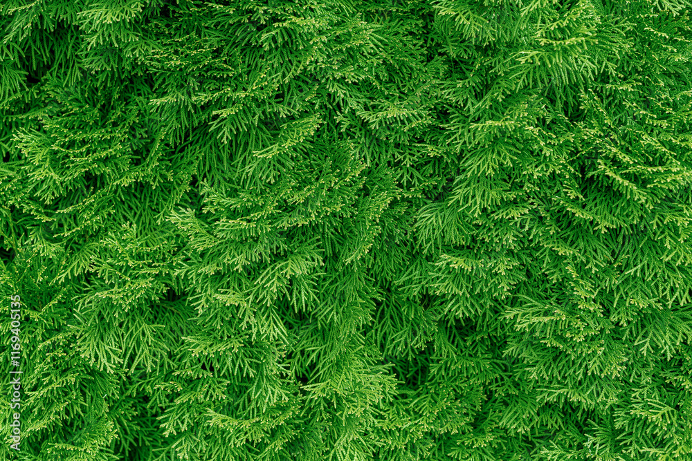 Close-up of green thuja branches with details.