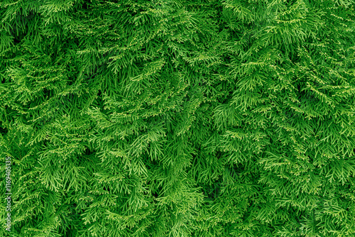 Obraz na płótnie Close-up of green thuja branches with details. w salonie