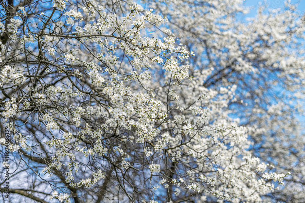 Blooming tree branches against clear blue sky.