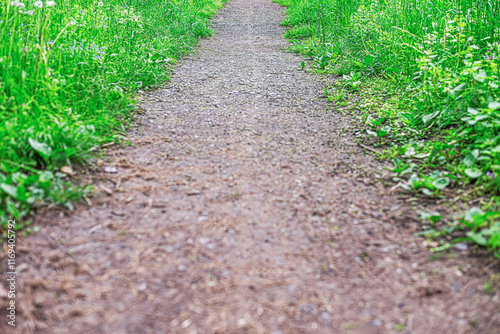 Obraz na płótnie Gravel path crossing a grassy meadow with serenity. w salonie