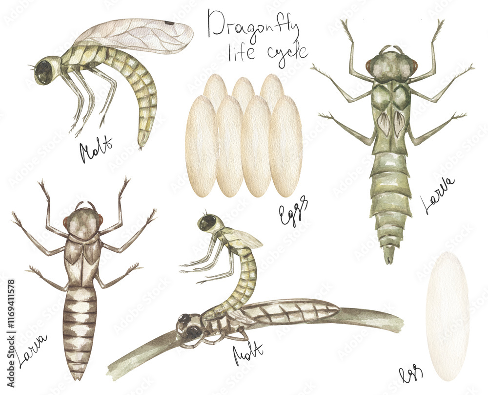 custom made wallpaper toronto digitalwatercolor hand drawn dragonfly life cycle illustration set, children educational clipart, graphic insect life growth clip art
