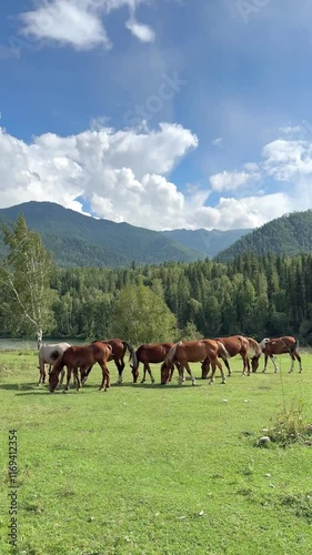 scenic view of a group of freely grazing horses against the backdrop of the Altai Mountains mountain landscape on a sunny day