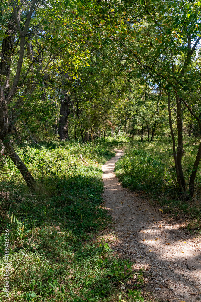 Trail around bald cypress tree in Wimberley Trail around bald cypress tree in Wimberley