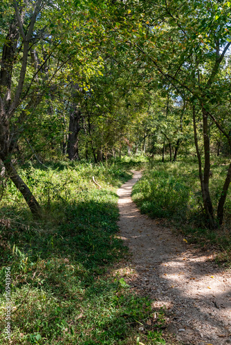 Trail around bald cypress tree in Wimberley