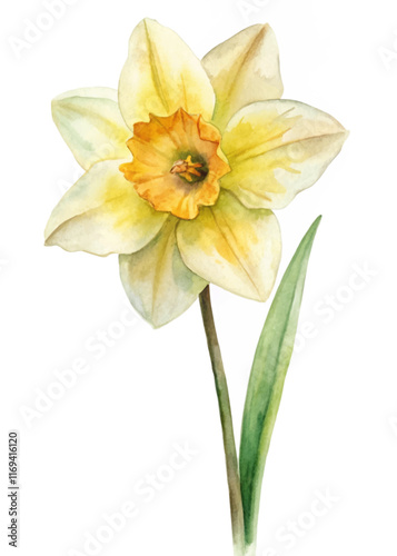 Watercolor flower illustration, vibrant yellow daffodil, botanical art style, nature-inspired decor, floral design element.