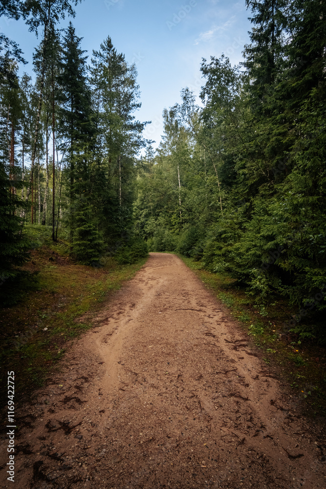 Fototapeta premium a dirt road in the forest that goes up