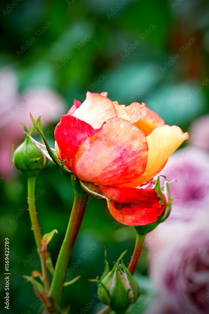 A beautiful rose in full bloom, surrounded by blurred greenery. The delicately layered petals reveal bright, warm colors, with natural gradations A beautiful rose in full bloom, surrounded by blurred greenery. The delicately layered petals reveal bright, warm colors, with natural gradations