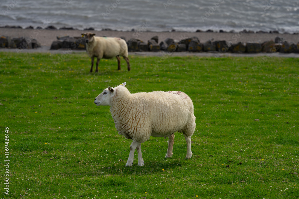 The sheep lamb in the verdant meadows. Sheep on an farm. Sheep eating grass on a field. Sheep grazing in an alpine meadow. The sheep lamb in the verdant meadows. Sheep on an farm. Sheep eating grass on a field. Sheep grazing in an alpine meadow.