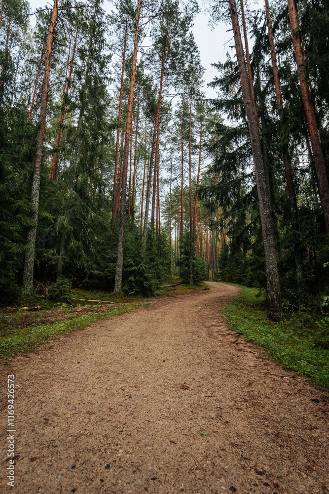 Fototapeta premium a dirt road in the forest that goes up