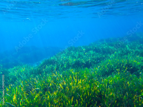 Photos Seagrass underwater with natural sunlight in Mediterranean sea, jijel Algeria, Sea Grass underwater, seagrass Kelp grows in rocks under the sea and the diversity of life in the Mediterranean