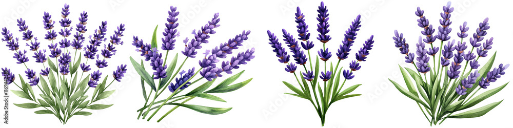 Fototapeta premium Watercolor lavender design and botanical minimalist, A collection of vibrant lavender flowers, showcasing delicate purple blooms and lush green leaves arranged in an appealing composition.