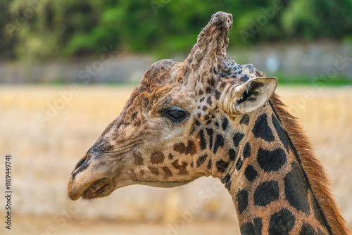 Photography Close-up of the head of a giraffe with its ears open