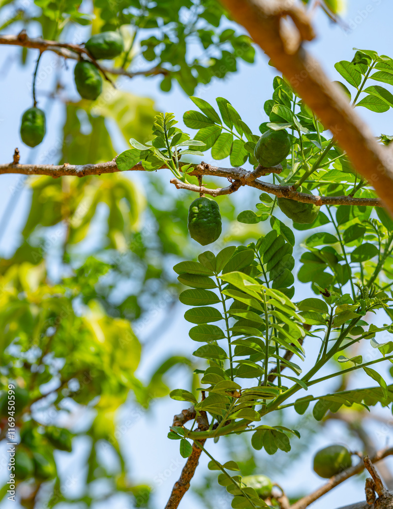 Fototapeta premium Close-up of Spondias purpurea (ciruela or jocote) tree with green leaves and ripening fruits, showcasing tropical agriculture and biodiversity.