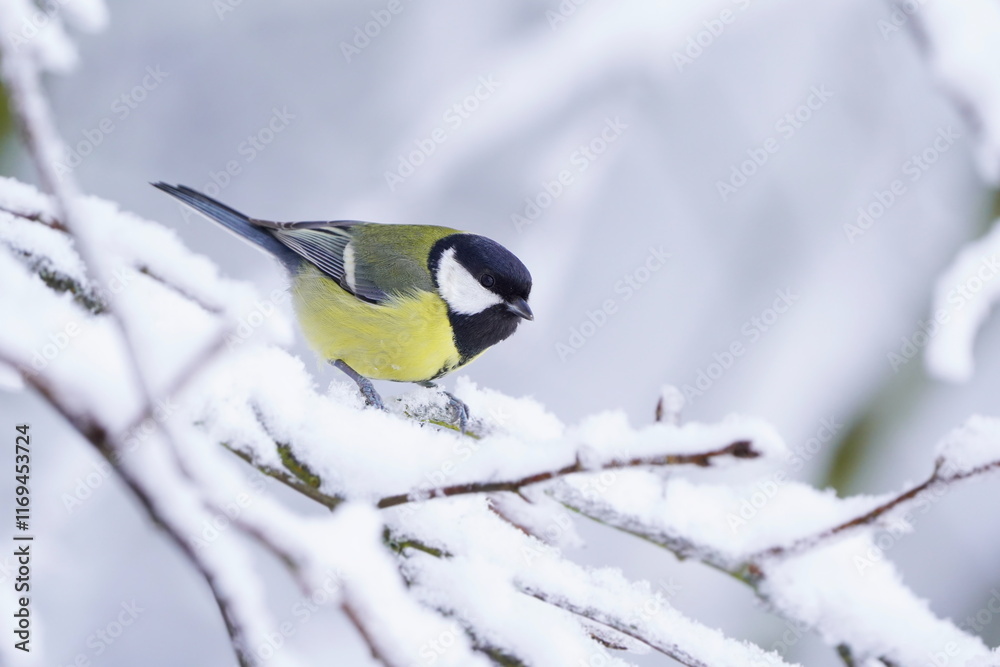 A cute great tit sits on a snowy branch. Parus major A cute great tit sits on a snowy branch. Parus major