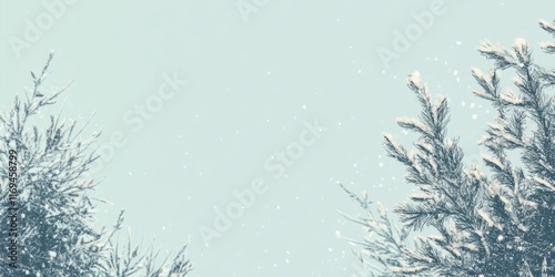 Snow Covered Pine Branches ...