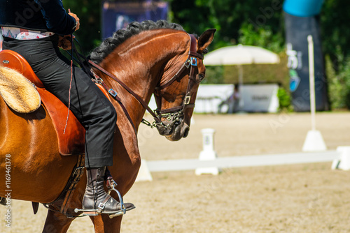 Фотография brown purebred Lusitano horse in an equestrian dressage event in Portugal