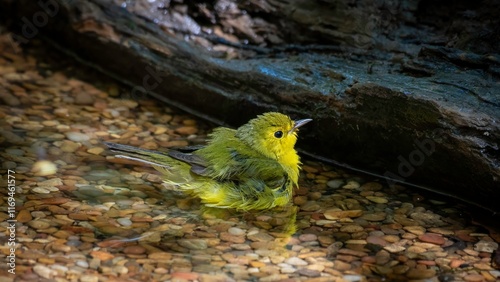Wilson's Warbler