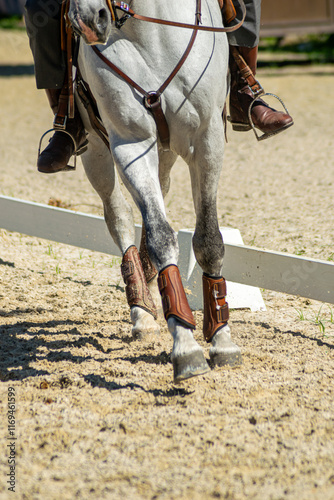 legs of white thoroughbred lusitano horse in an equestrian dressage competition in Portugal