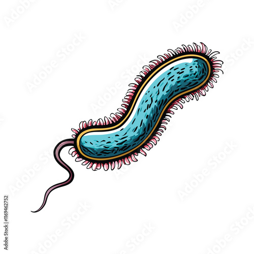 Vector illustration of Vibrio cholerae bacteria with flagellum.