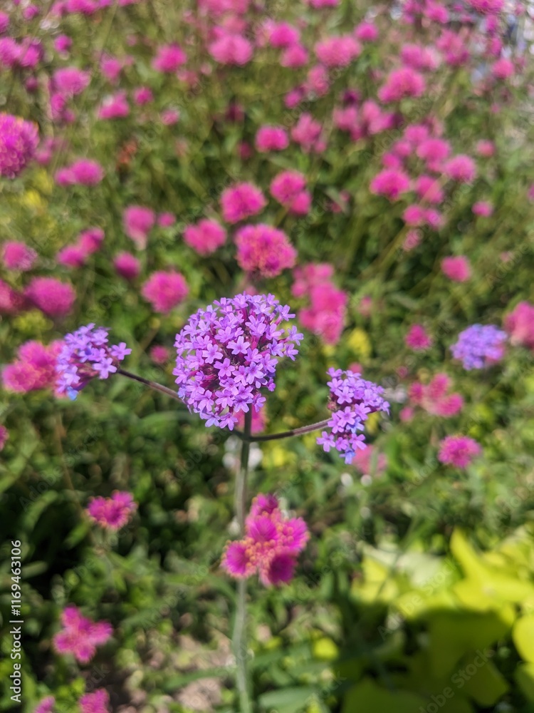 Fototapeta premium pink flowers