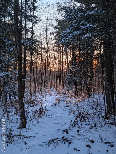 Snowy forest path at sunset...