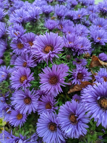 chrysanthemum flowers